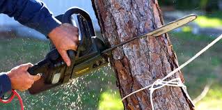 Best Tree Removal Services  in Dayton, WA